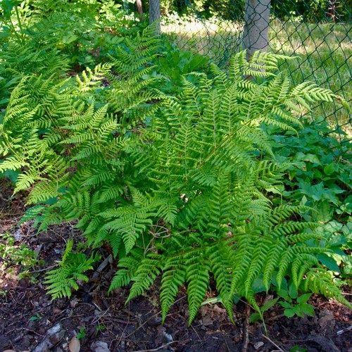 Medium broad buckler fern - 2x,