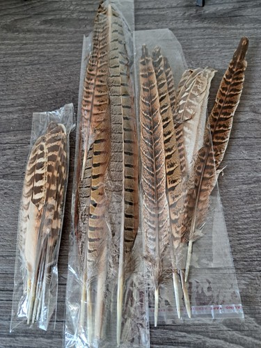 Pheasant feathers for - feathers,