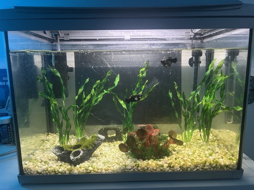 Complete 60l tropical aquarium - 60l,