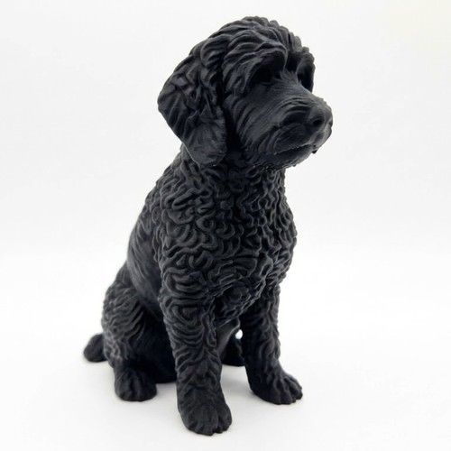 Golden doodle dog - golden,