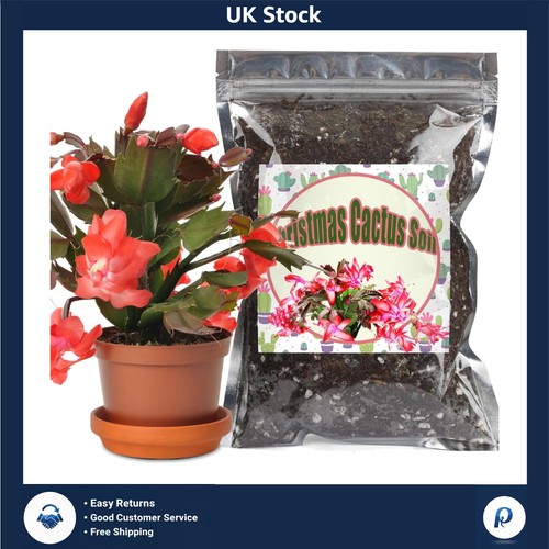 Organic christmas cactus - christmas,