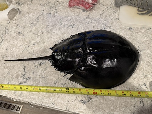 Giant black new england - new,