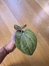 RARE Hoya SP SARAWAK ROOTED