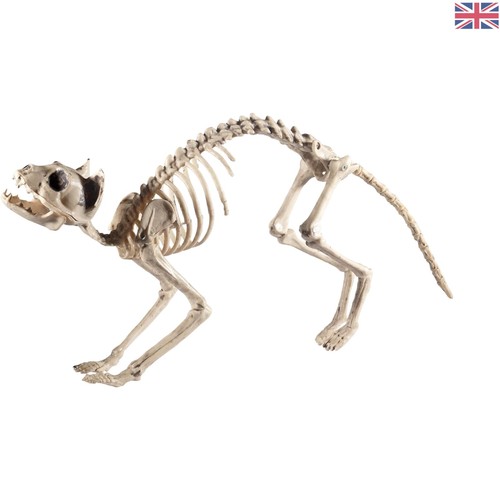 Lightweight cat skeleton - lightweight,