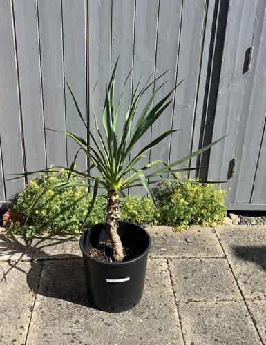 Yucca gloriosa plant 3ft - yucca,