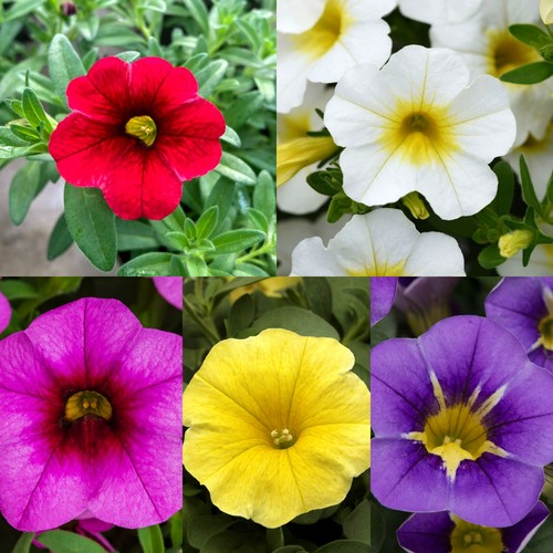Calibrachoa trailing bedding - trailing,