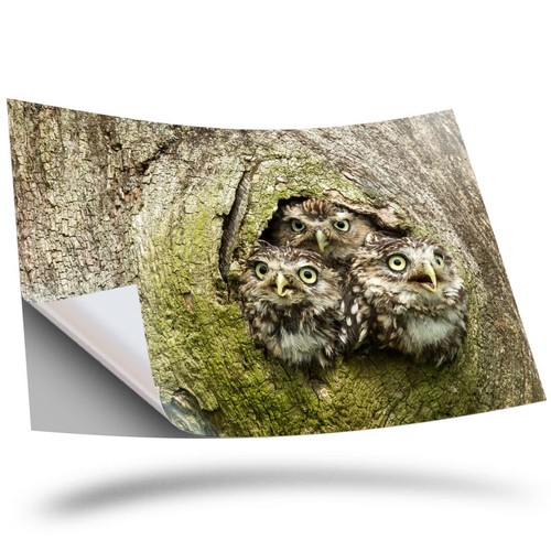 Vinyl sticker owl - 1,