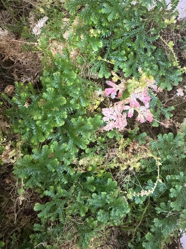 Selaginella uncinata cutting - uncinata,