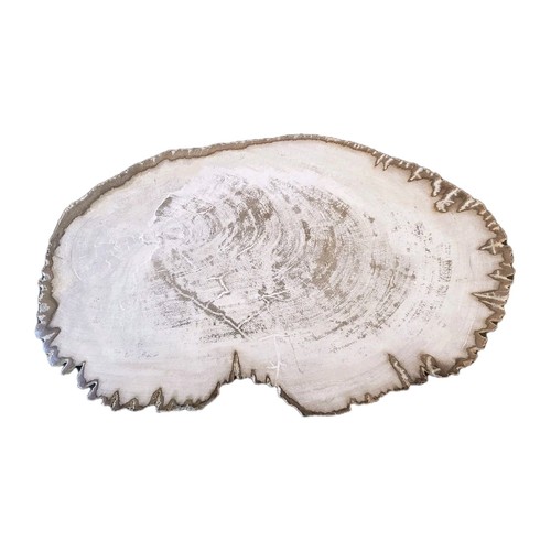 Polished petrified wood - polished,