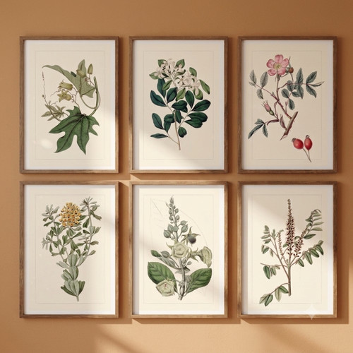 Set vintage botanical art - vintage,