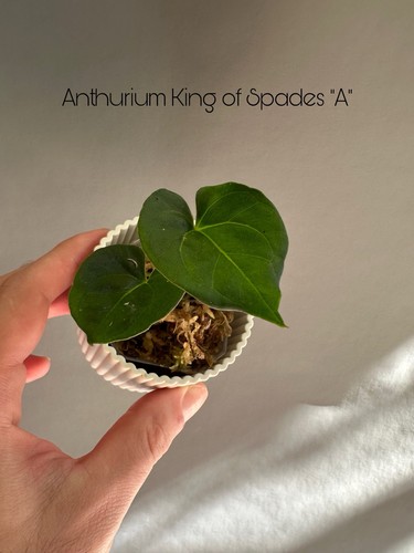 Anthurium king spades kos - king, of