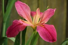 Iris louisiana andy dandy - louisiana, dandy"