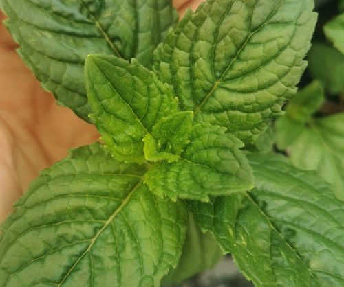 Mint plants