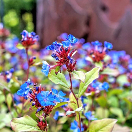 Hardy blue plumbago - blue,