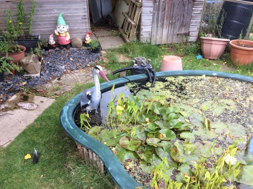Fibreglass pond - fibreglass,