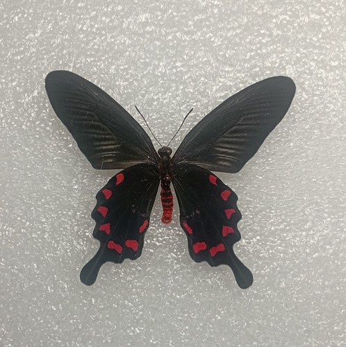 Pink rose swallowtail - pink,