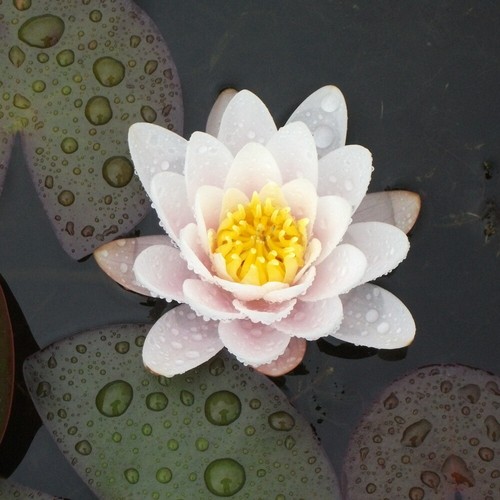 Live pink deep water lily - pink,
