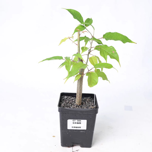 Pot 5cm rare - rare, bursera