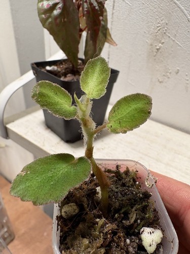 Begonia thelmae - begonia,