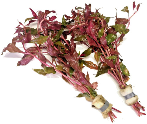 Alternanthera reineckii - 2x,