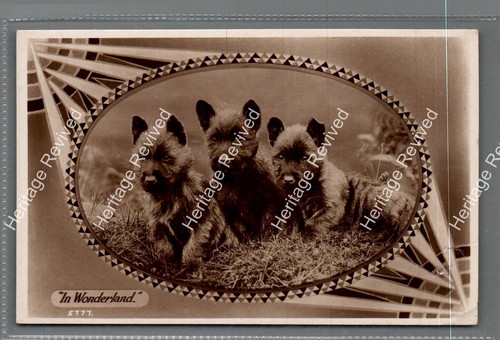 Vintage cairn terrier puppies - terrier,