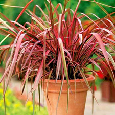 Phormium rainbow maiden flax - rainbow,