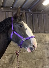 HEAVY/DRAUGHT HORSE PADDED WEBBING HEADCOLLARS IN BLACK,ROYAL BLUE, RED & PURPLE