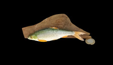 Taxidermy Tiny Common Dace