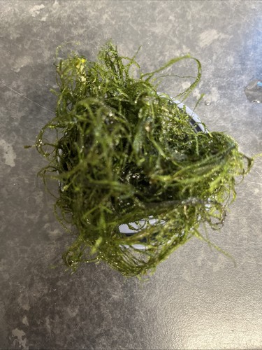 Java moss aquarium - java,