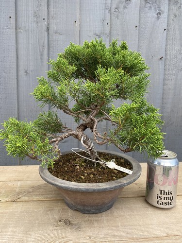 Bonsai tree itoigawa juniper - tree,