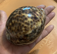 Large Natural Polished Tiger