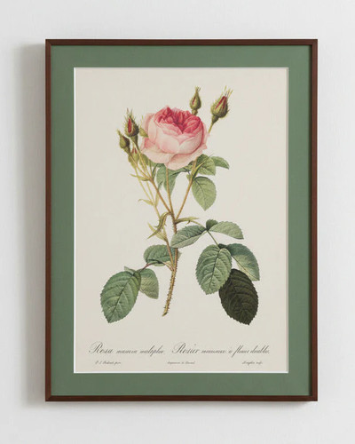 Rosa muscosa multiplex - rosa,