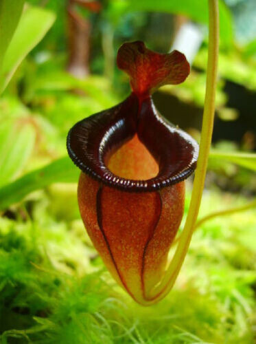 Nepenthes jacquelineae - jacquelineae,