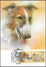 Borzoi wolfhound dog russian - borzoi,