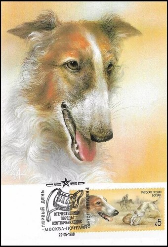 Borzoi wolfhound dog - wolfhound,
