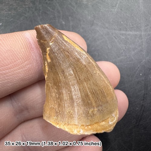 Genuine mosasaur tooth fossil