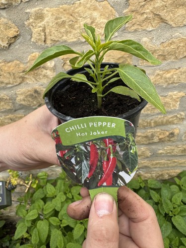 Chilli plants hot joker - 3, x