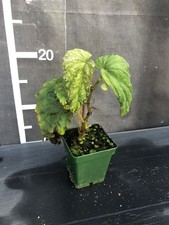 Begonia lukuana