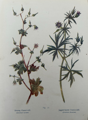 Antique print crane bill - crane’s,