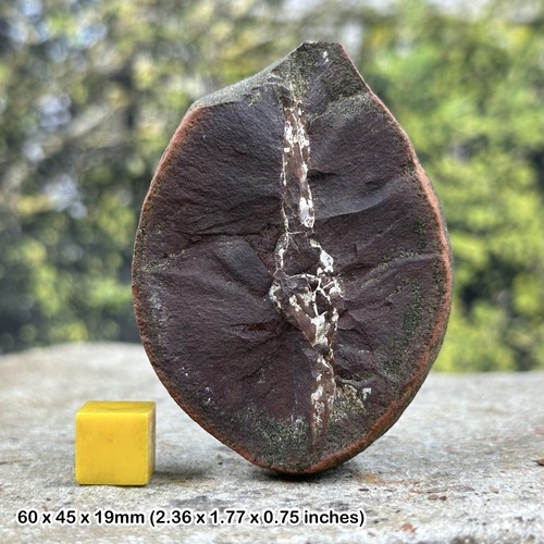 Rare mazon creek split - rare, fossil