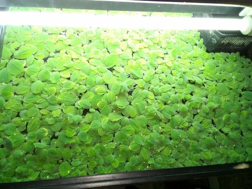 Water lettuce best - 50, x