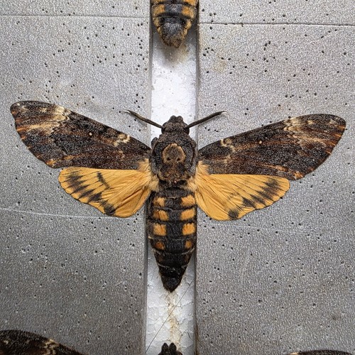 Acherontia atropos death head - atropos,