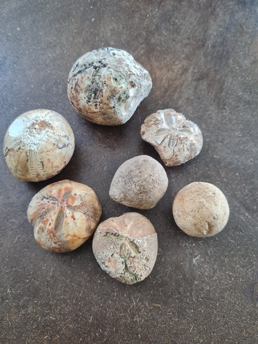 Sea urchins natural echinoids - urchins,