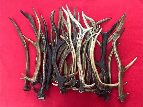 5kg deer antler pieces - 1,5kg, of
