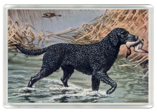 Curly coated retriever dog - curly,