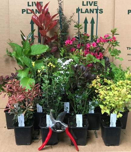 Mixed established garden - 5x,