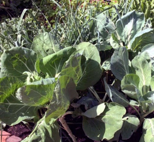 Wild cabbage brassica - cabbage, (brassica