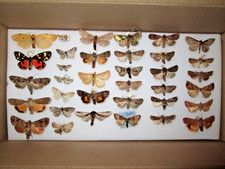 Collection  of British moths collector, framer, wings, artwork, box no. 94