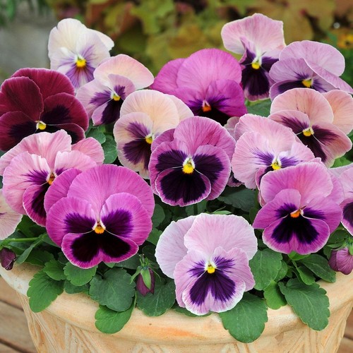 Pansy matrix pink - pansy, |