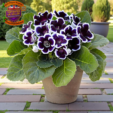 Gloxinia Summer Flowering
